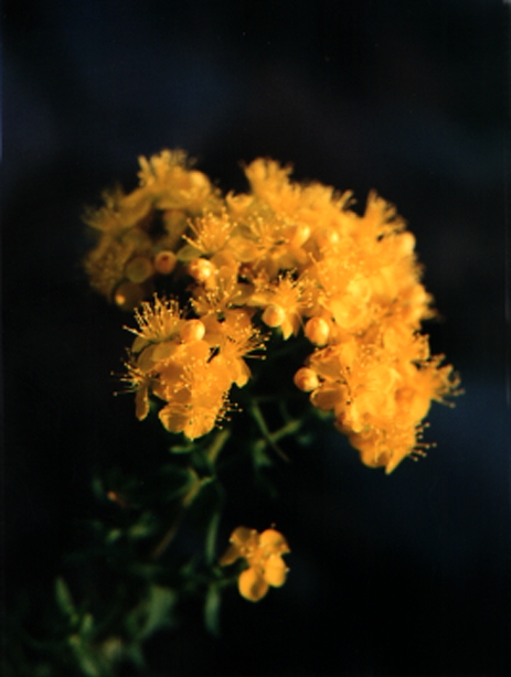 wild flowers of Einali